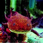 Dogheaded Monster by Axolotl